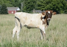 Gold Buckle X Starla 