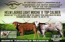 Top Caliber x Helm Lauras Light Mocha Heifer