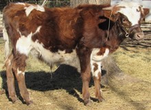 Charlotte's 2019 bullcalf