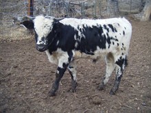 Bull Calf #16