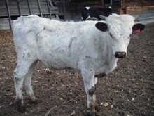 Bull Calf #13