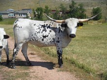 Wyo Rodeo Stampede