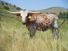 Tumbleweed Stampede