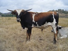 Bull Calf #14