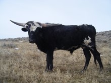 Bull Calf #11