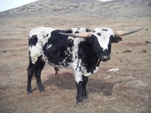 Bull Calf #12