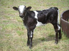 Bull Calf #4