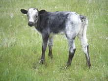 Bull Calf #6