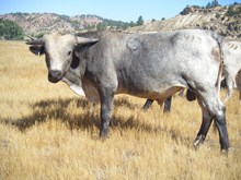 Saddlehorn x Red River Valley Bull