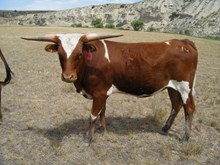 Abilene 534