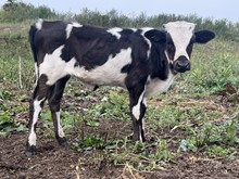 Jigsaw heifer