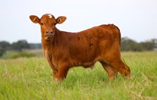 2025 Almost Famous Bull