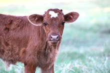 2025 Front of the Line Bull