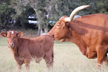 2025 Almost Famous Bull