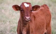 2025 Front of the Line Bull