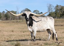 RV Saddle Sore Heidi