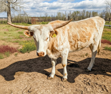 DCL Buttercup Romance