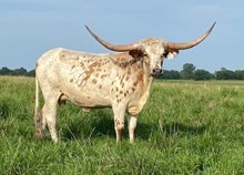 A&S Texas Blessing
