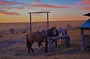 Them horses are going to get a workout. At the cow camp.