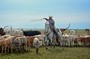Ben at work. Branding mostly the charolais cross calves.