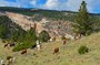 Mostly cows that are bred to Charolais bulls.