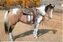 Arapaho at Buszkiewic Ranch.