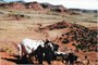 Trailing cattle in the fall down on the Dancehall Flats.